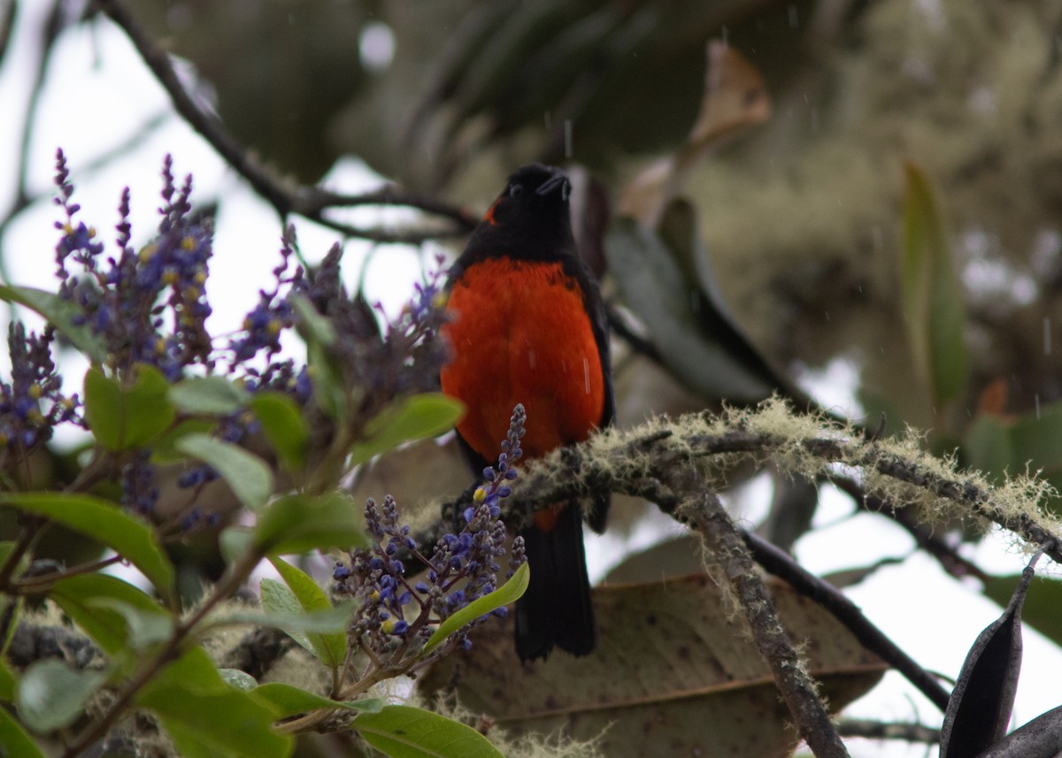 Scarlet-bellied Mountain Tanager - ML614491614