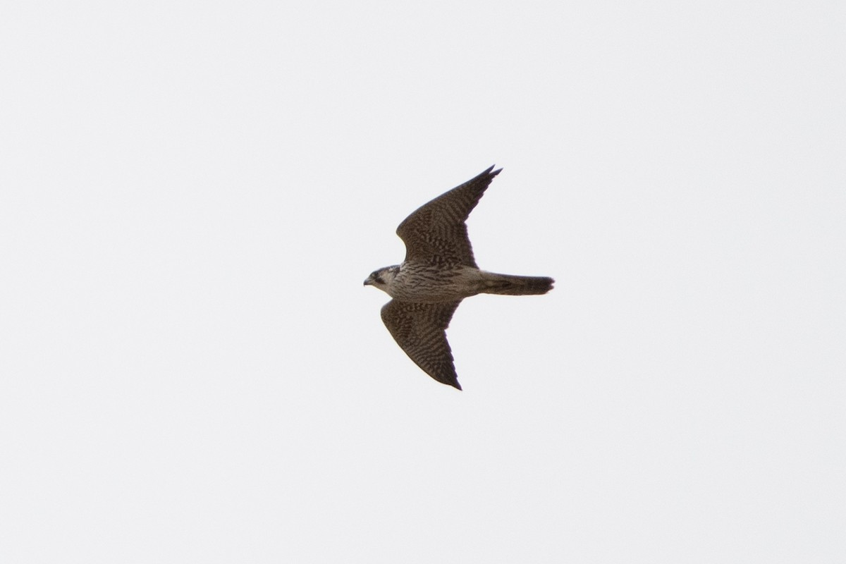 Peregrine Falcon (Eurasian) - ML614491695