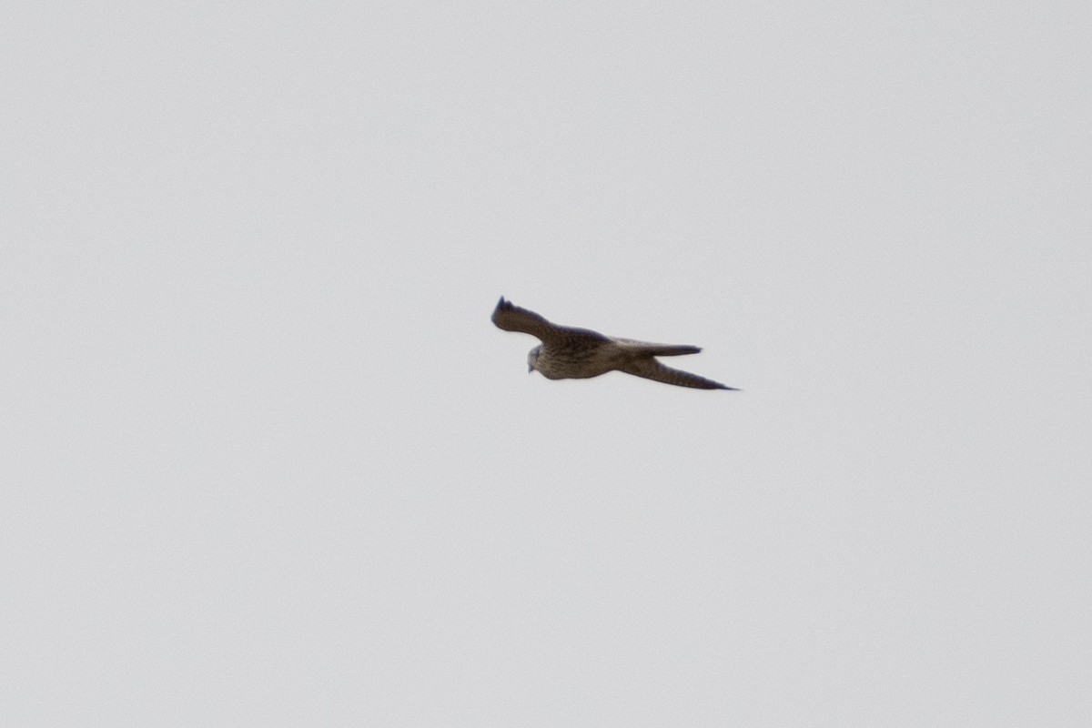 Peregrine Falcon (Eurasian) - ML614491700
