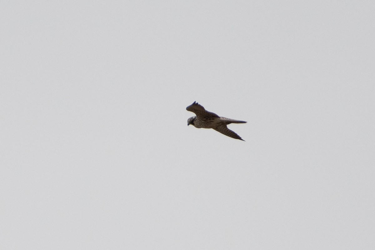 Peregrine Falcon (Eurasian) - ML614491702