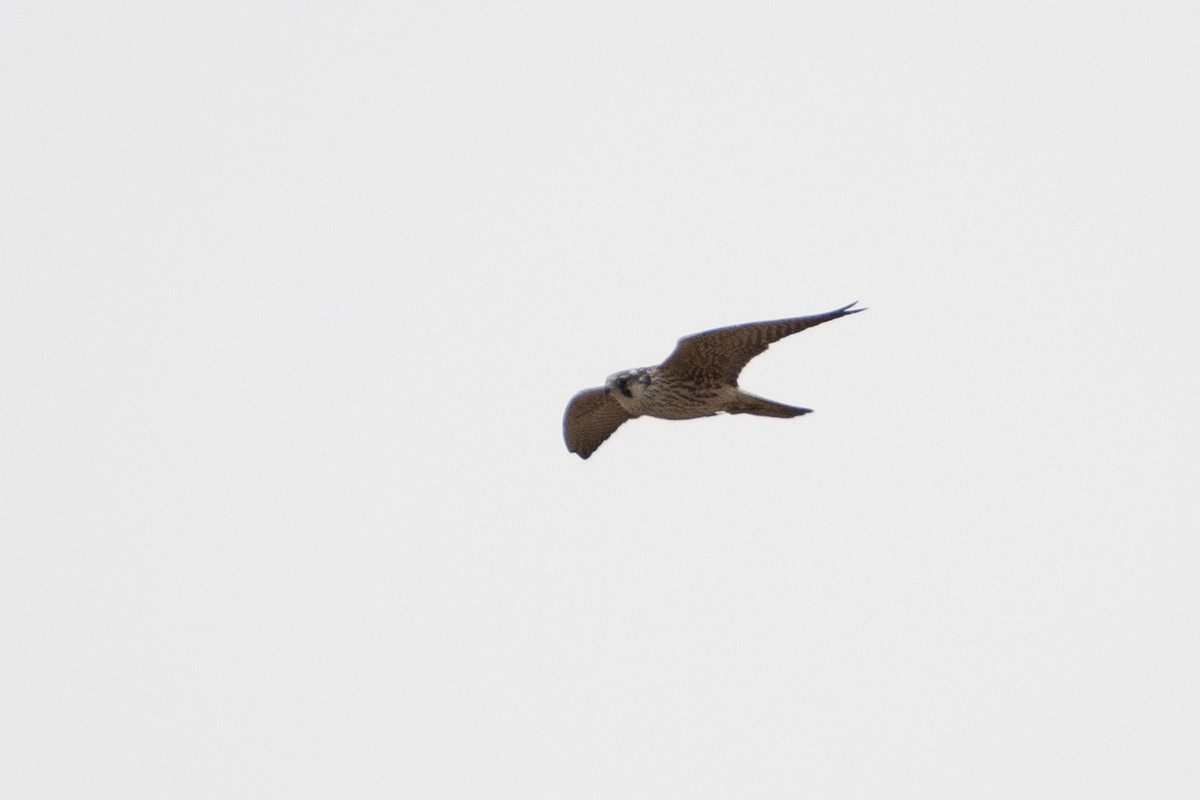 Peregrine Falcon (Eurasian) - ML614491704