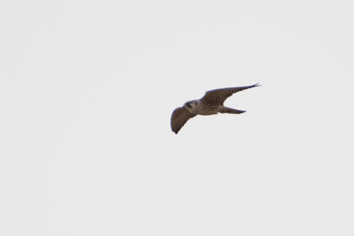 Peregrine Falcon (Eurasian) - ML614491705