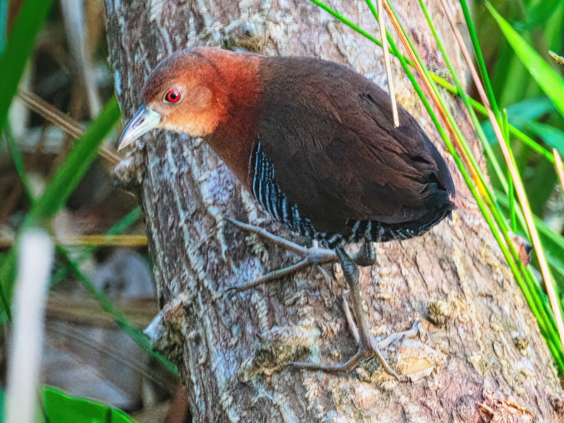 Boyalı Kızıl Yelve - eBird