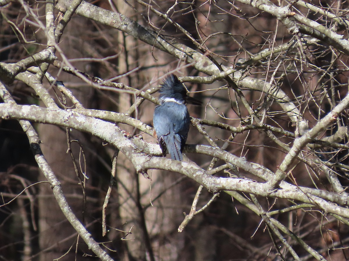 Belted Kingfisher - ML614492255