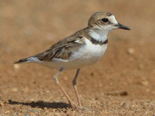  - Collared Plover