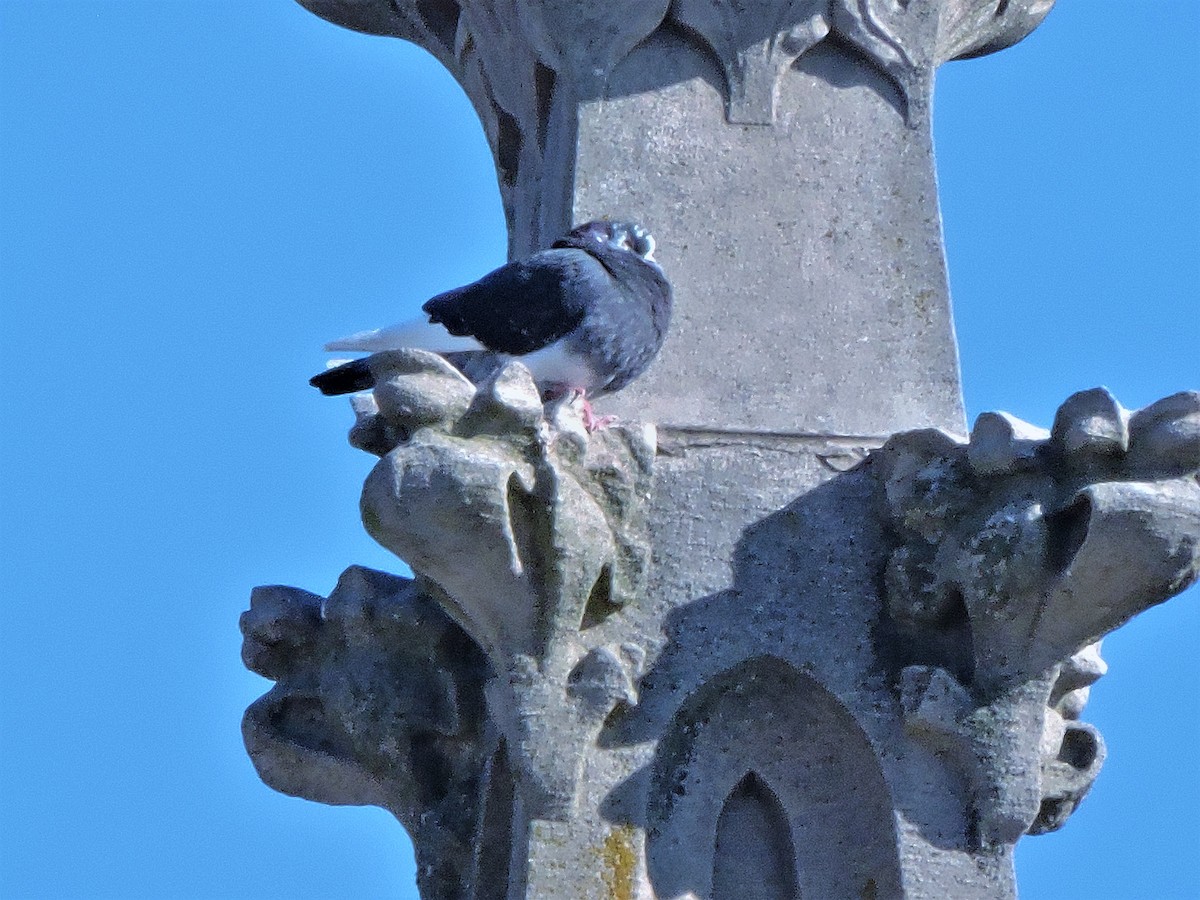 Rock Pigeon (Feral Pigeon) - ML614492902