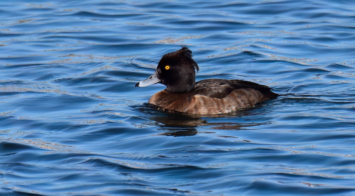 Tufted Duck - ML614493013