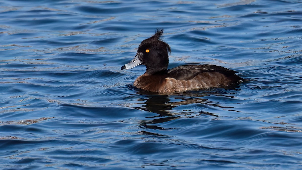 Tufted Duck - ML614493015