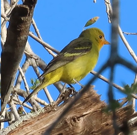 Western Tanager - ML614493881