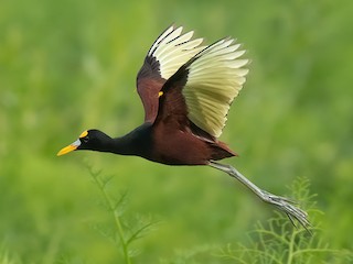  - Northern Jacana