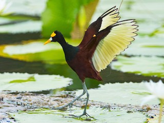  - Northern Jacana