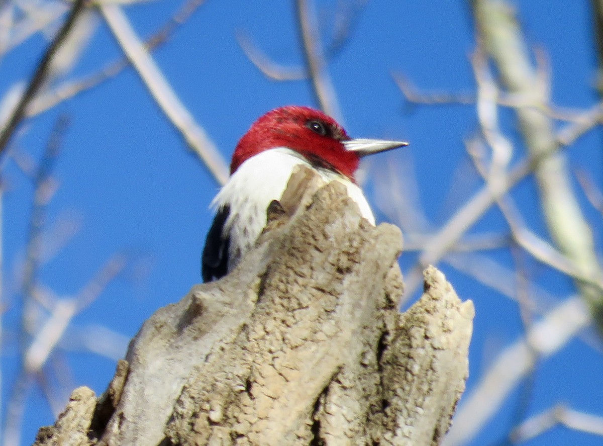 eBird Checklist 6 Feb 2024 Nichols Field and Forest 4 species