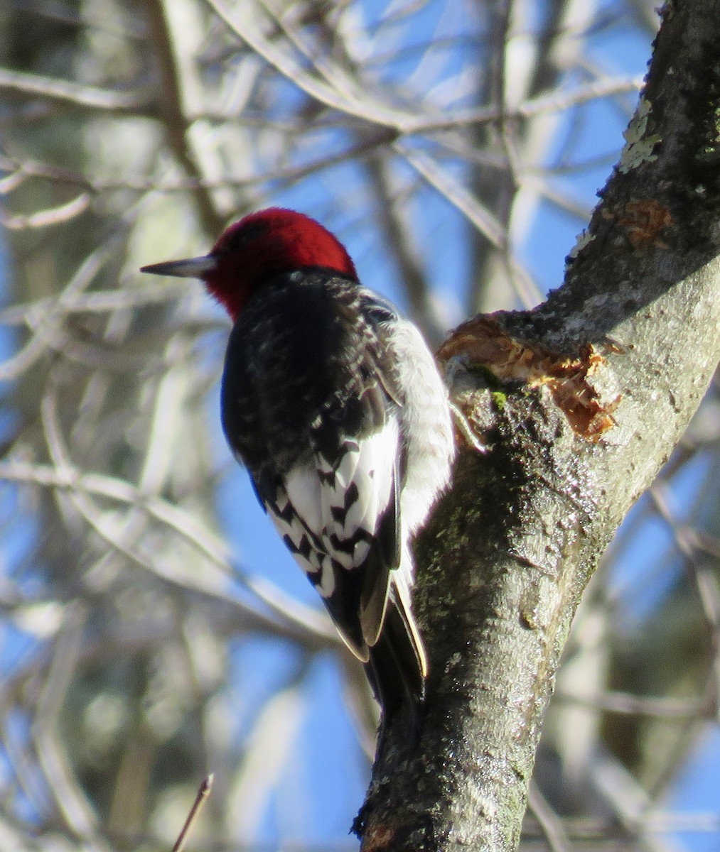 Red-headed Woodpecker - ML614493998