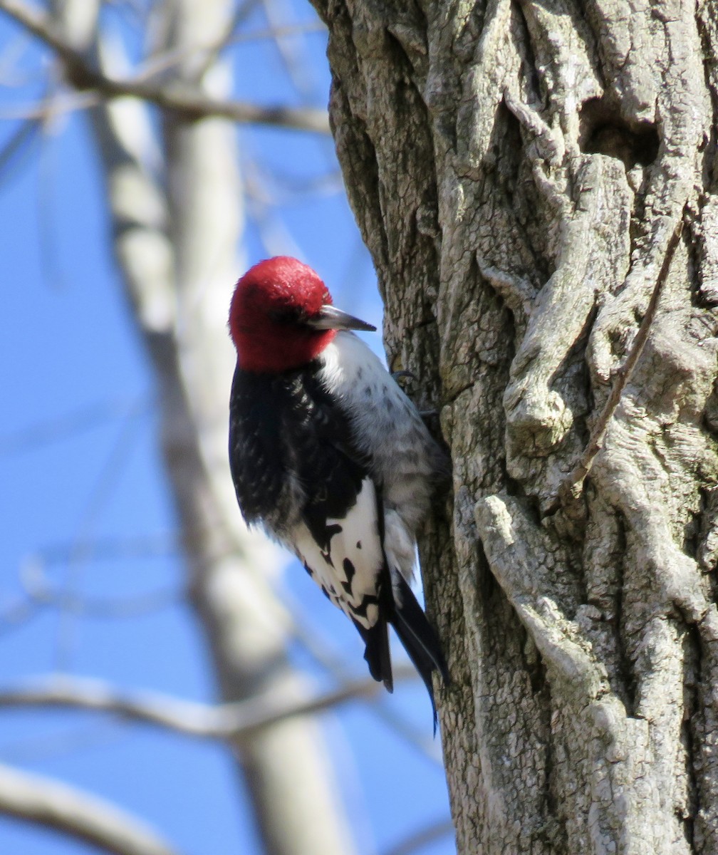 Red-headed Woodpecker - ML614493999