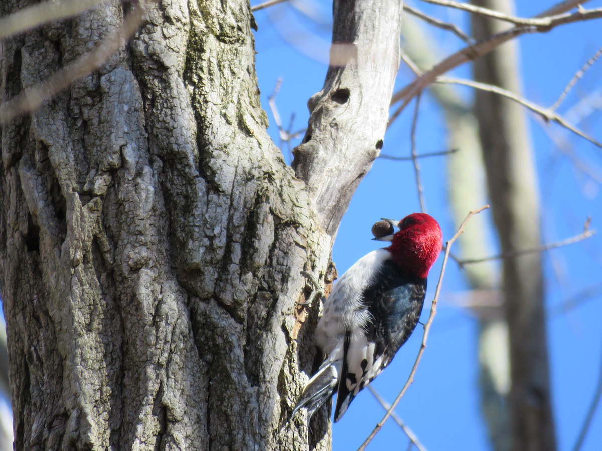 Red-headed Woodpecker - ML614494001