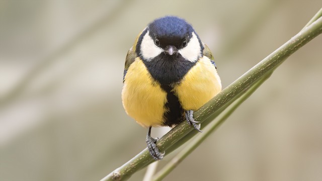 Adult. - Great Tit - 