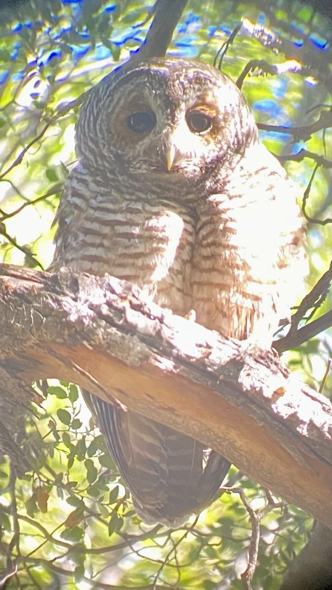 Rufous-legged Owl - ML614494083