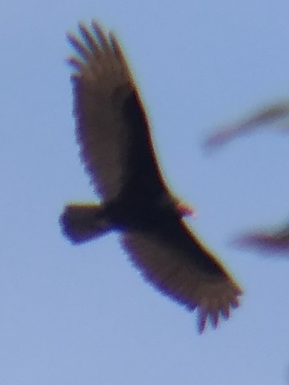 Turkey Vulture - ML614494196