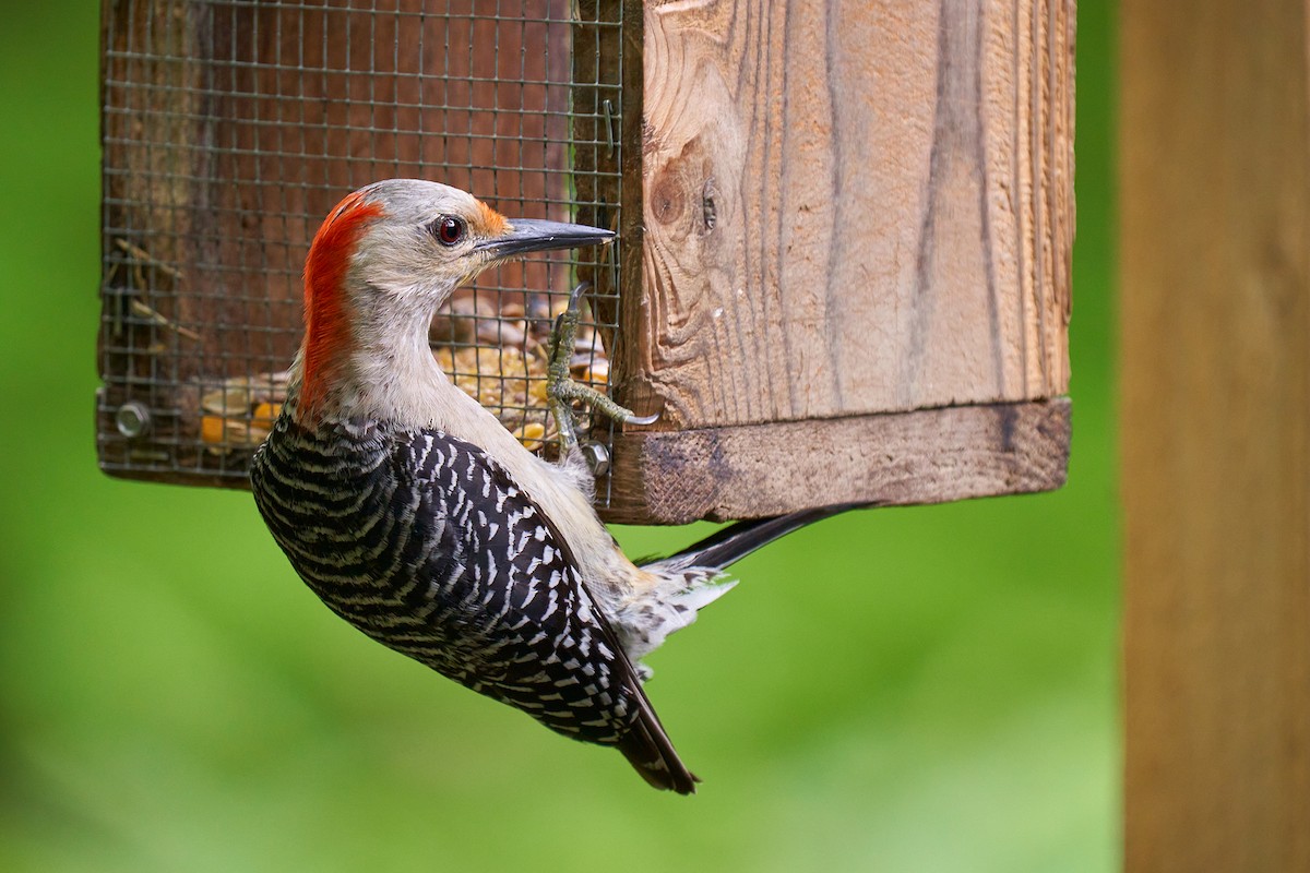 Red-bellied Woodpecker - Scott Flaherty