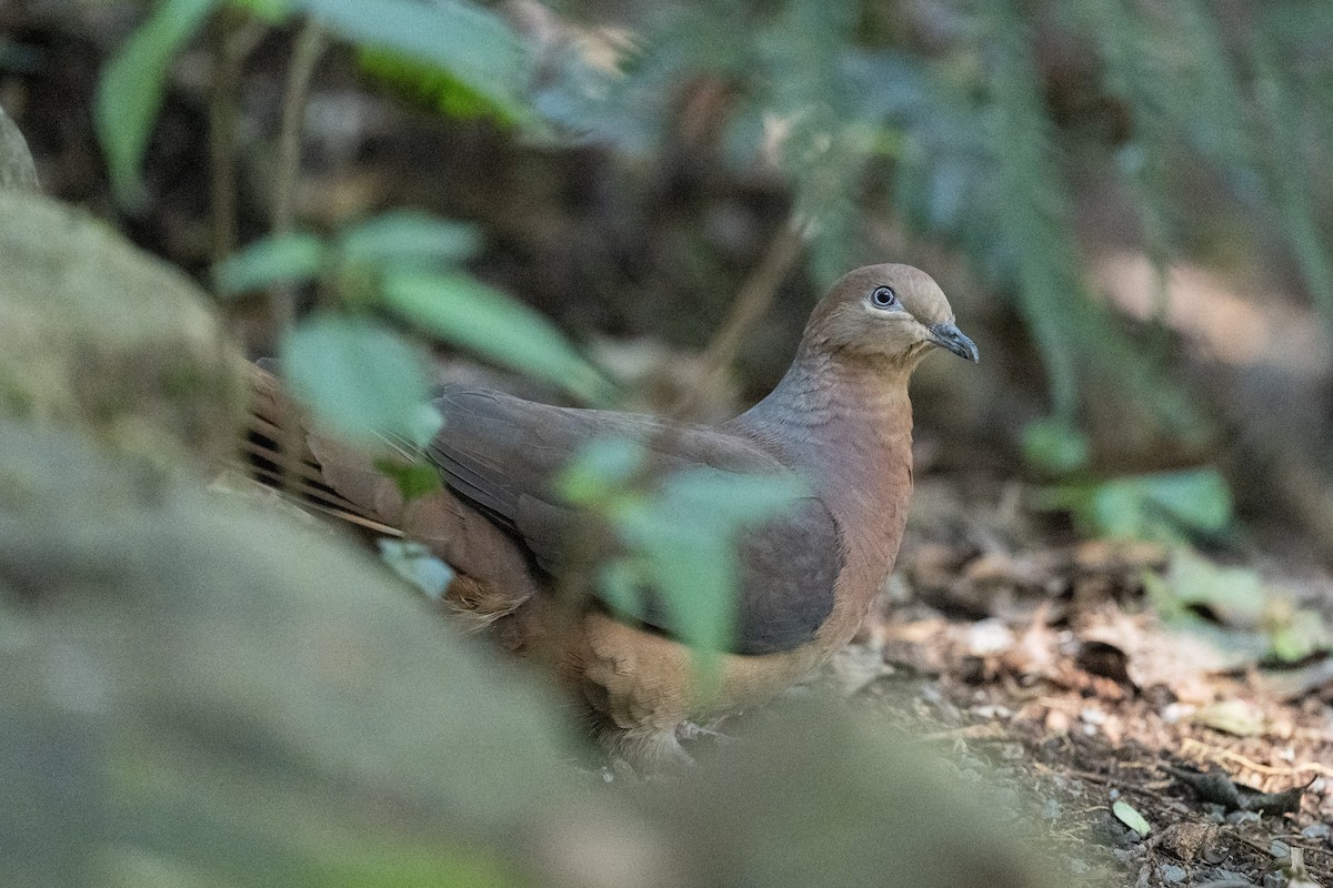 Brown Cuckoo-Dove - Ross Bartholomew