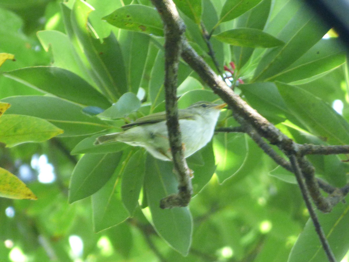 Ijima's Leaf Warbler - ML614494676
