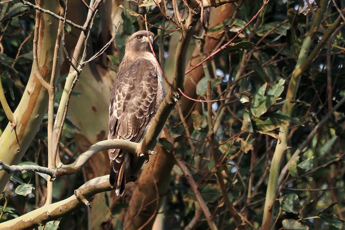 Red-tailed Hawk - ML614494747