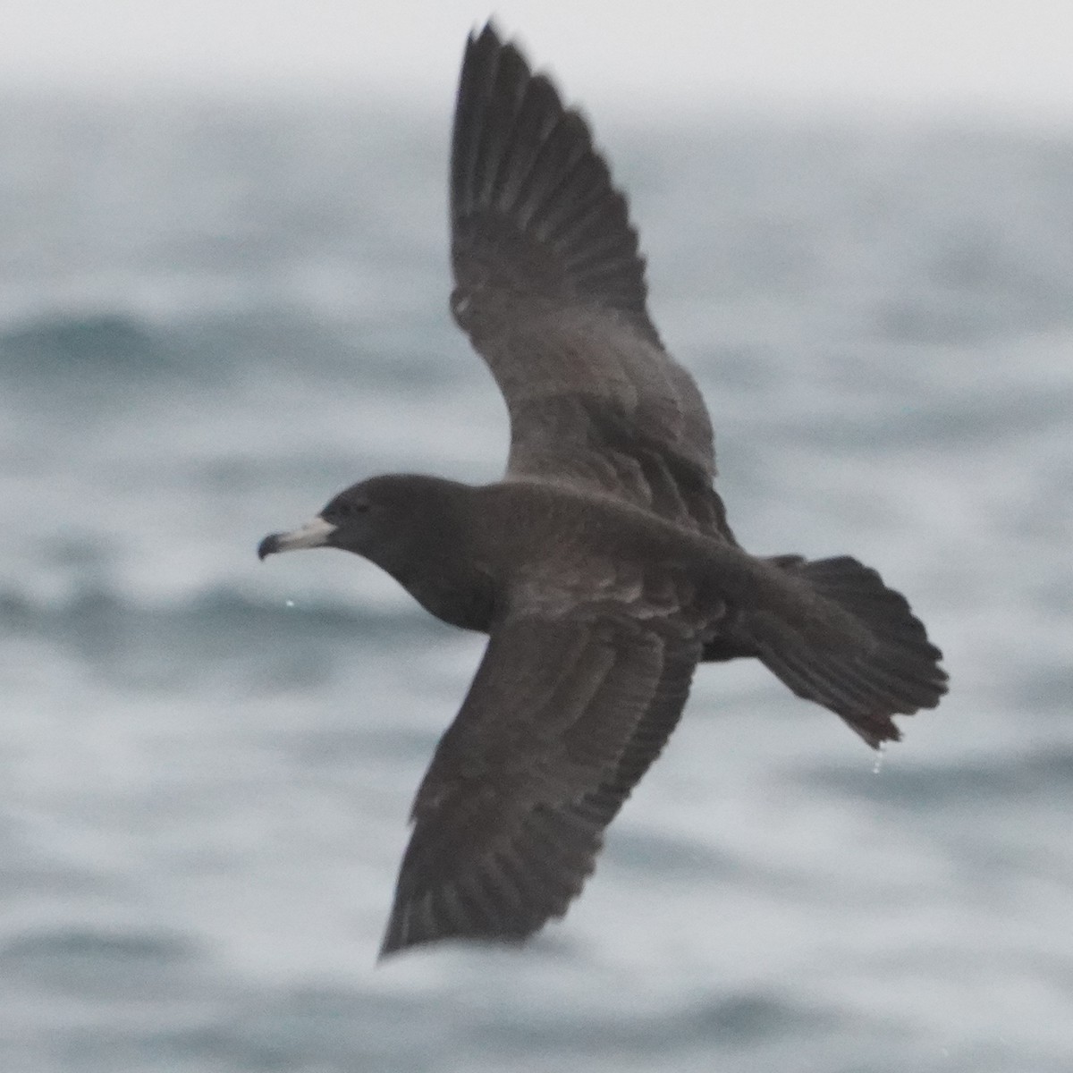 Flesh-footed Shearwater - ML614494757