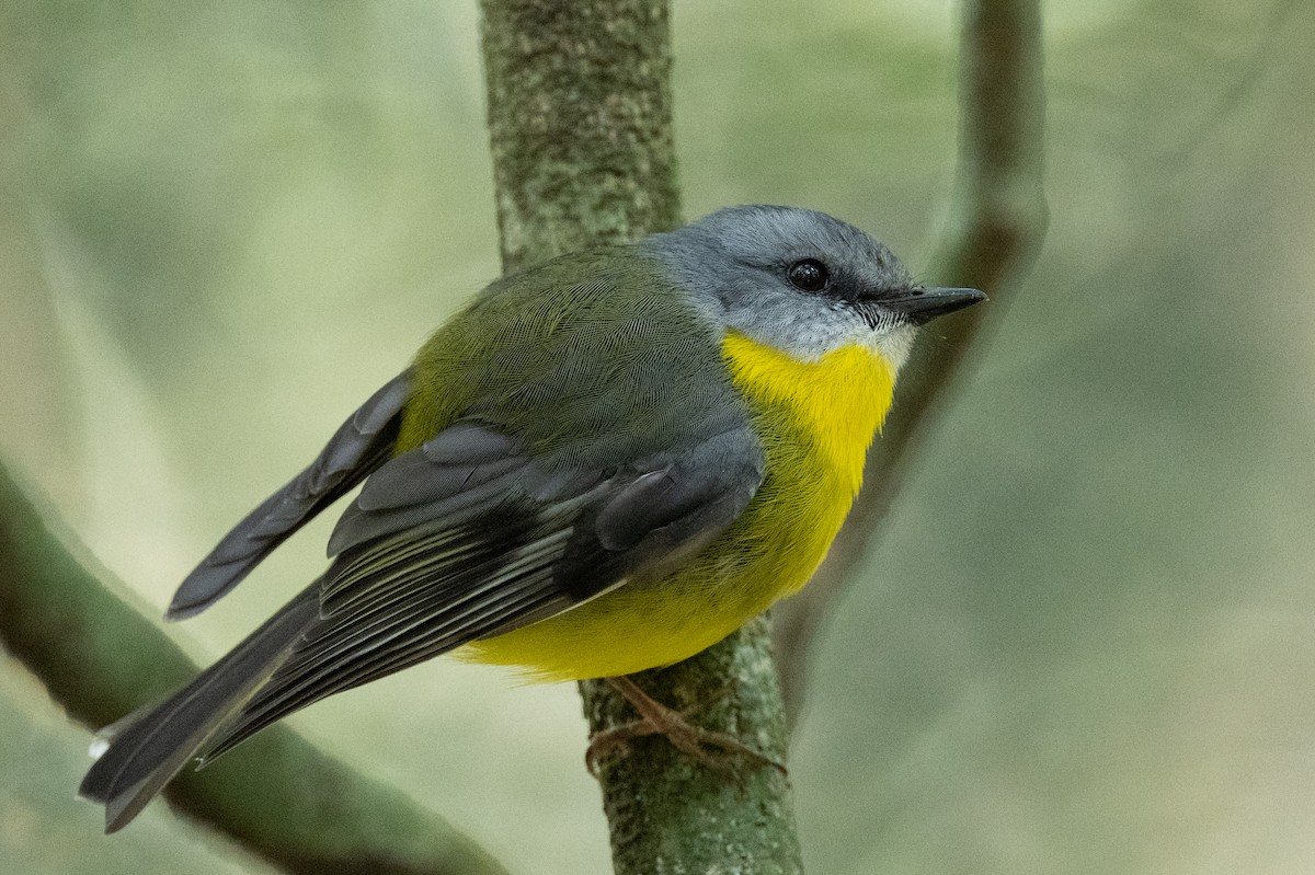 Eastern Yellow Robin - Ross Bartholomew