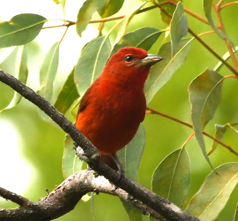 Hepatic Tanager (Highland) - ML614495139