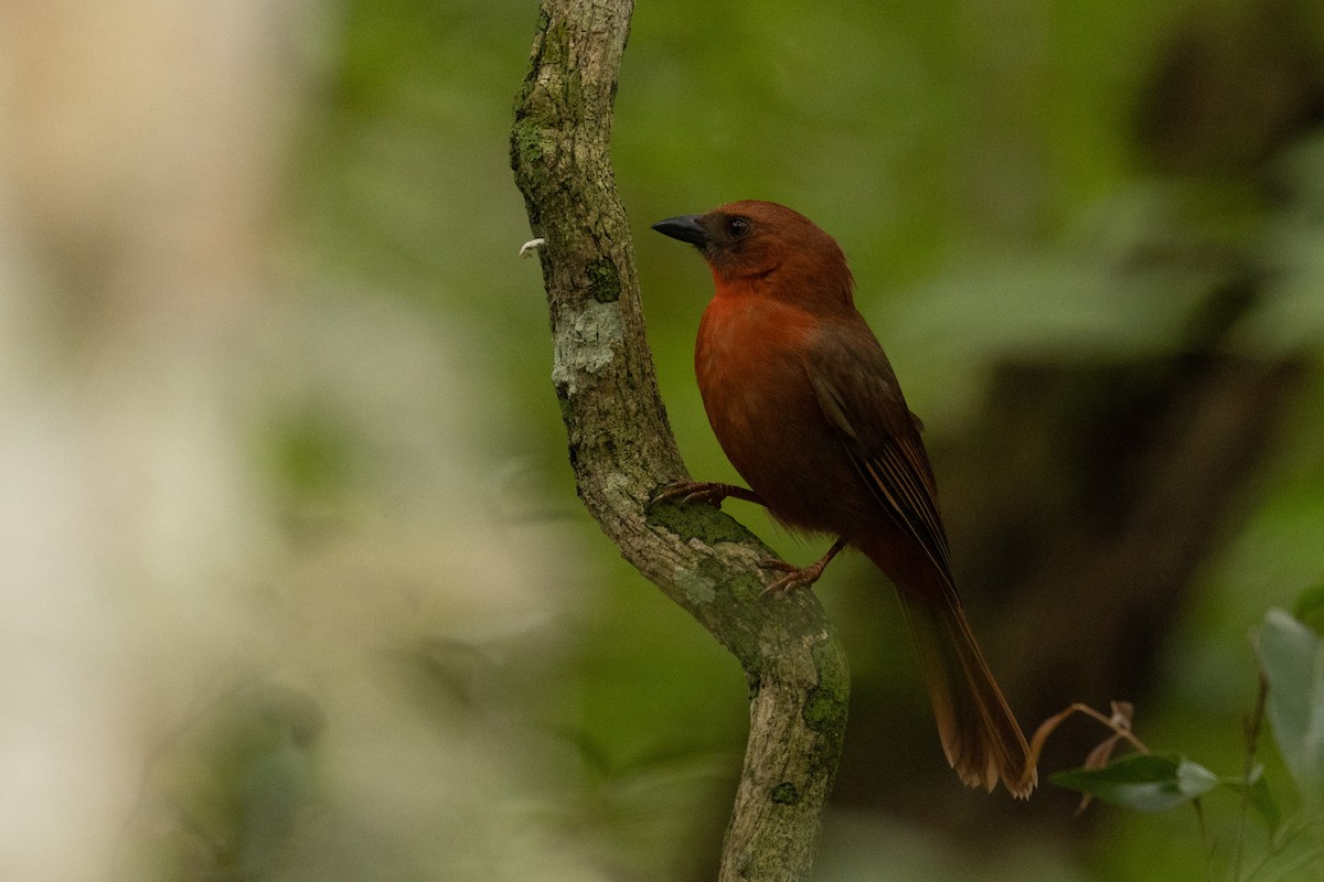 Red-throated Ant-Tanager (Salvin's) - ML614495216