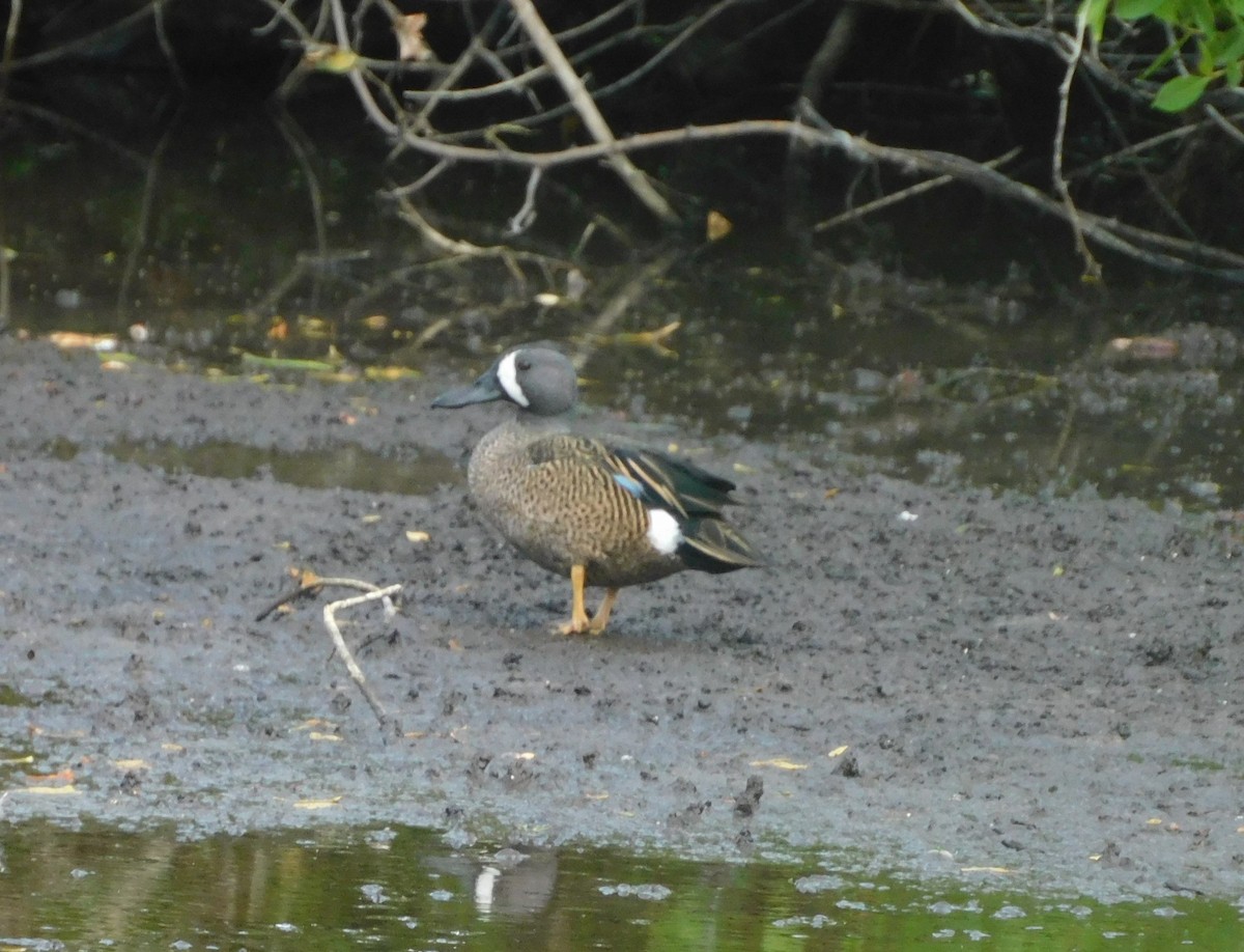 Blue-winged Teal - ML614495274