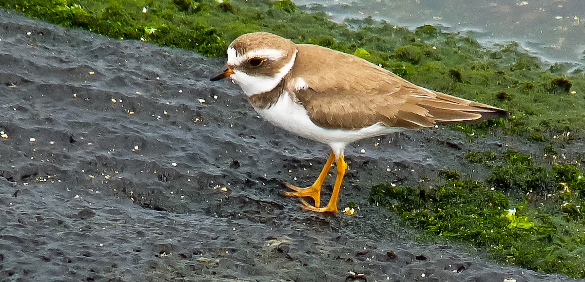 Semipalmated Plover - ML614495773