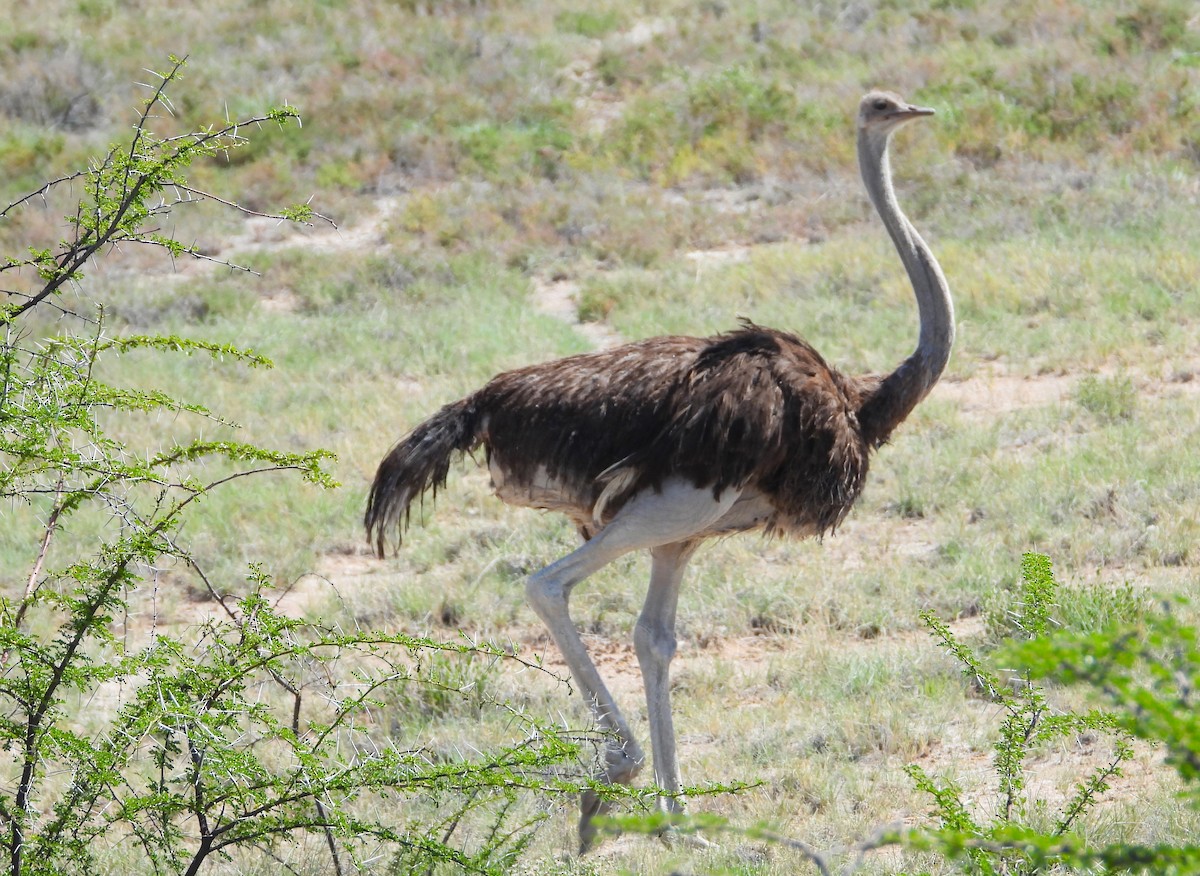 Common Ostrich - ML614495841