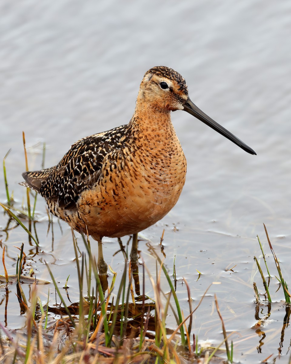 Long-billed Dowitcher - ML614495996