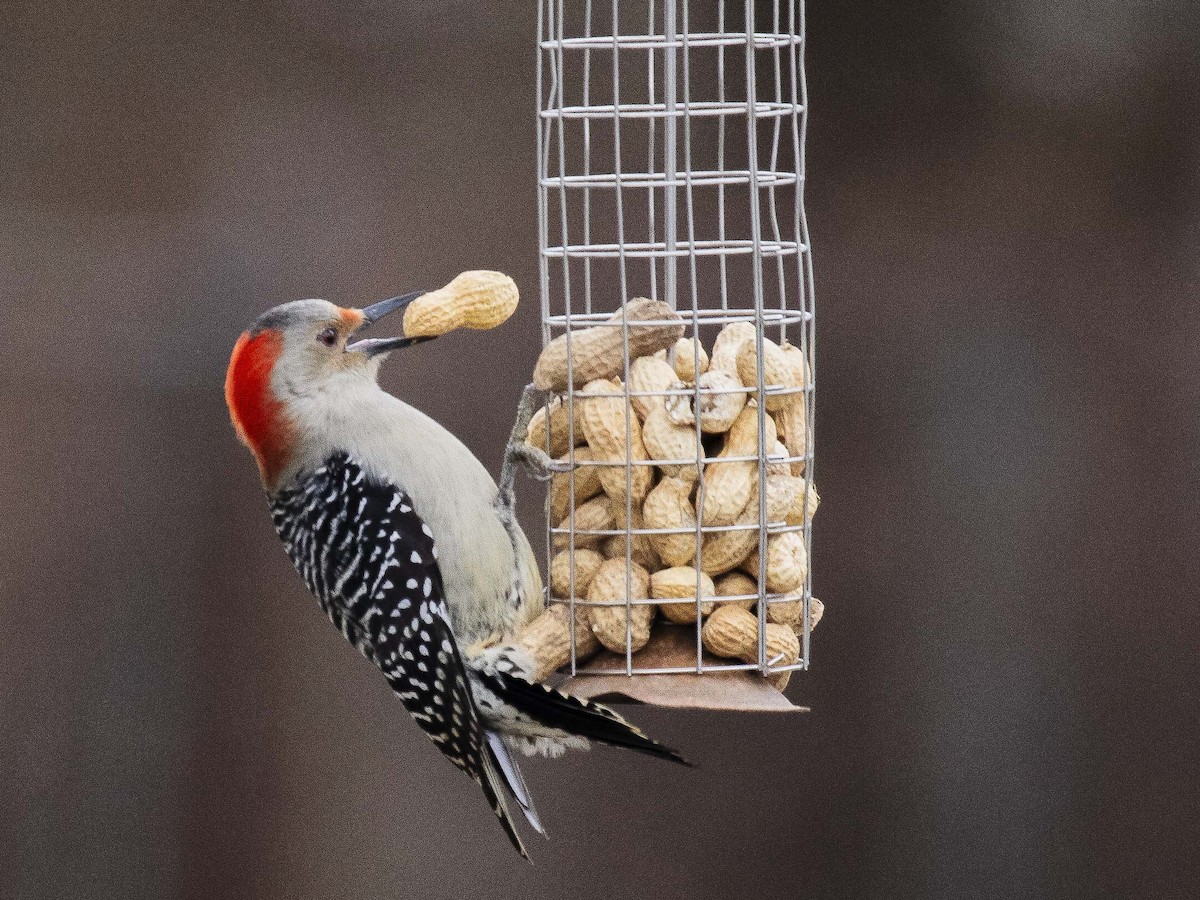 Red-bellied Woodpecker - Mark Plessner
