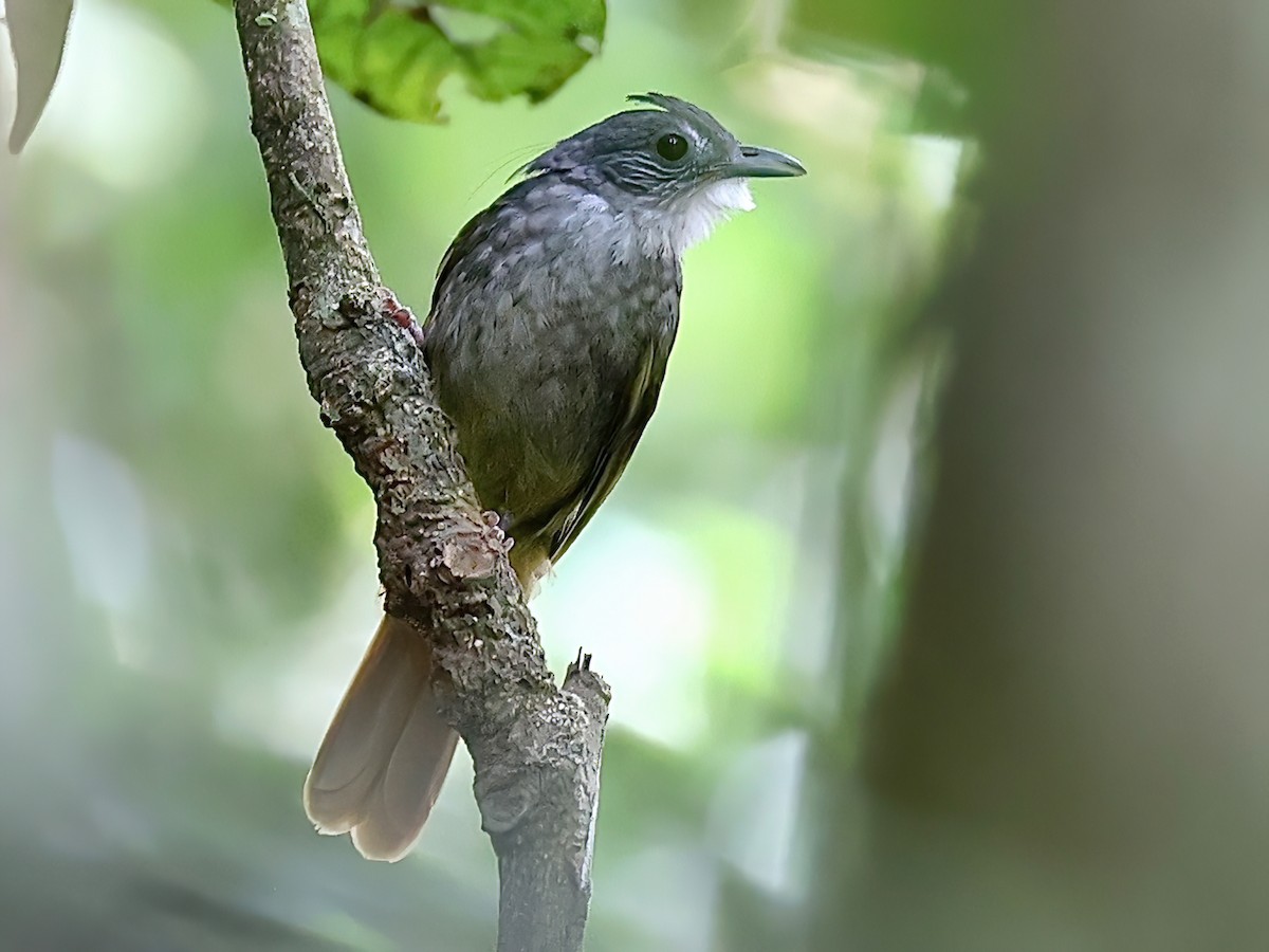 Eastern Bearded-Greenbul - Criniger chloronotus - Birds of the World