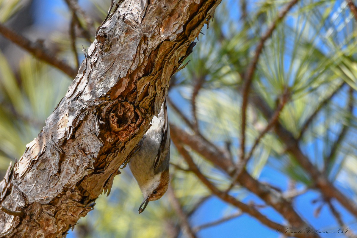 Brown-headed Nuthatch - ML614496207