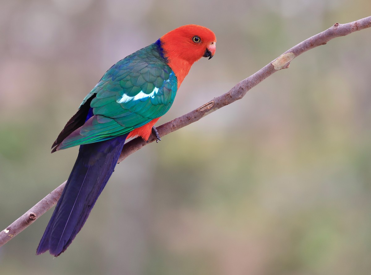 Avustralya Kral Papağanı - ML614496238