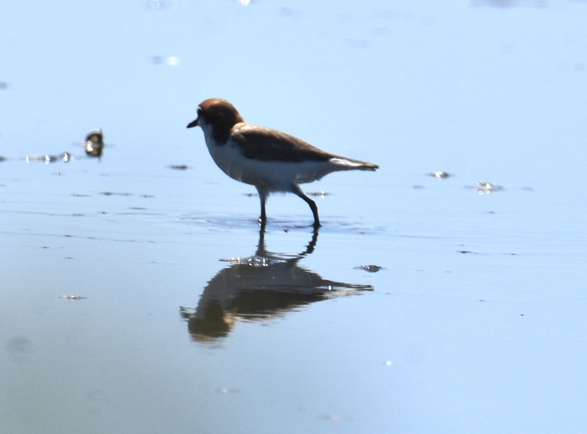 Red-capped Plover - ML614496305