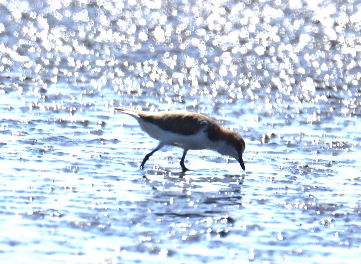 Red-capped Plover - ML614496307
