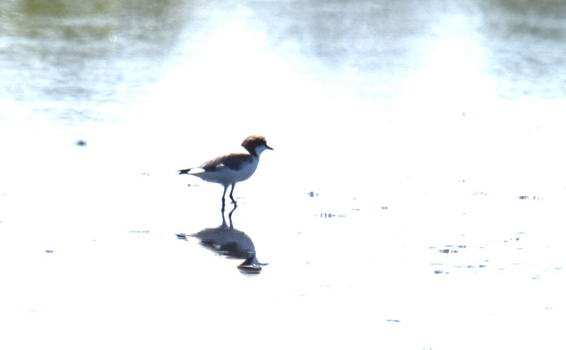 Red-capped Plover - ML614496315