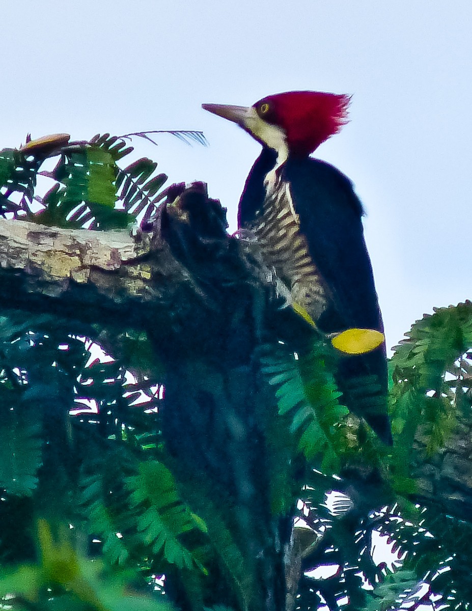 Crimson-crested Woodpecker - ML614496629