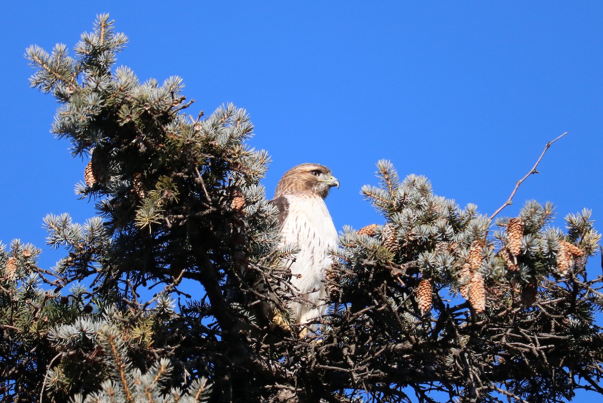 Red-tailed Hawk - ML614496740