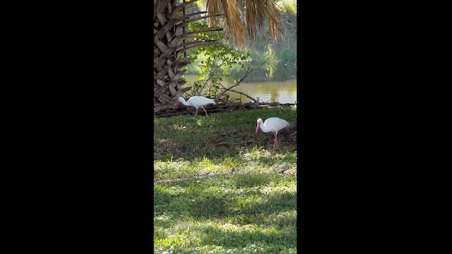Ibis blanc - ML614496976