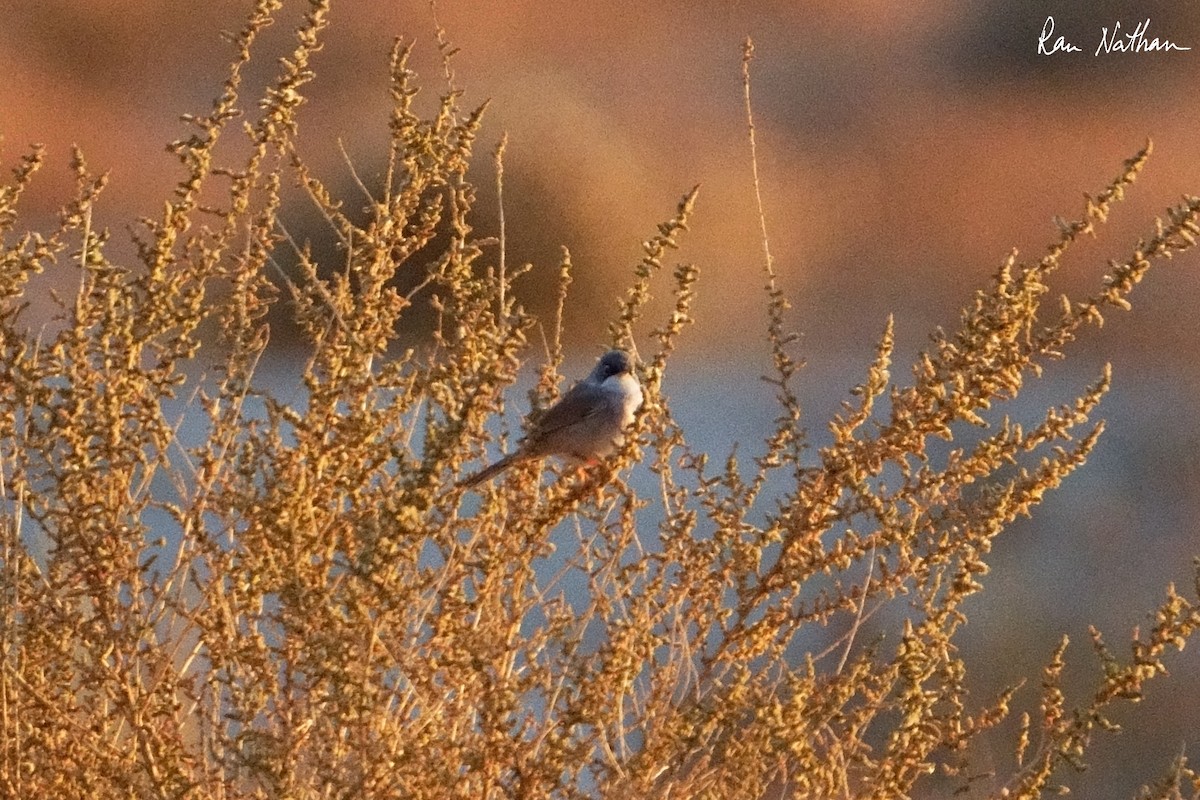Spectacled Warbler - ML614497079