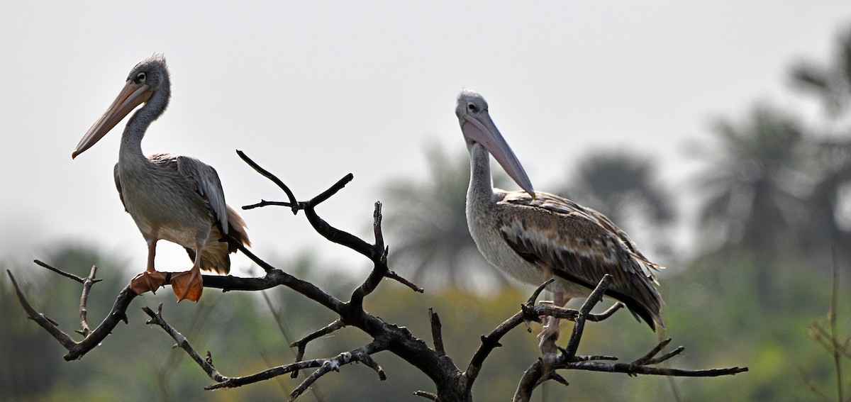 Pink-backed Pelican - ML614497082