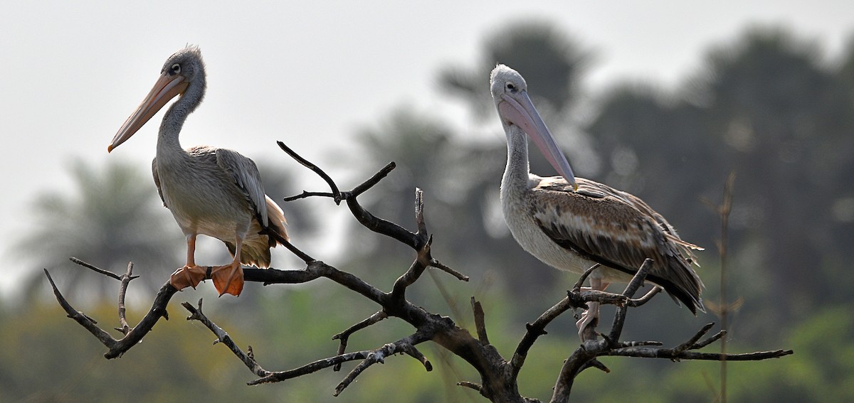 Pink-backed Pelican - ML614497083
