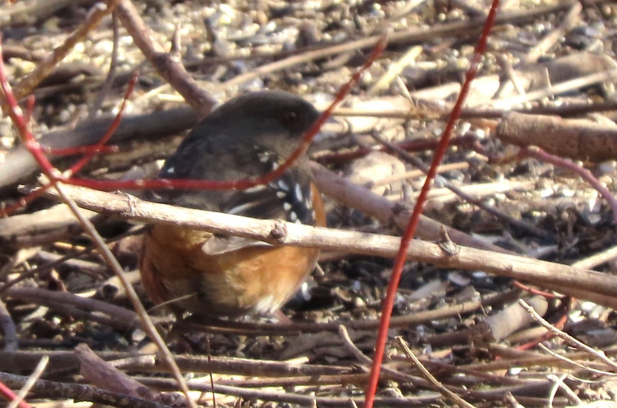 Spotted Towhee - ML614497091