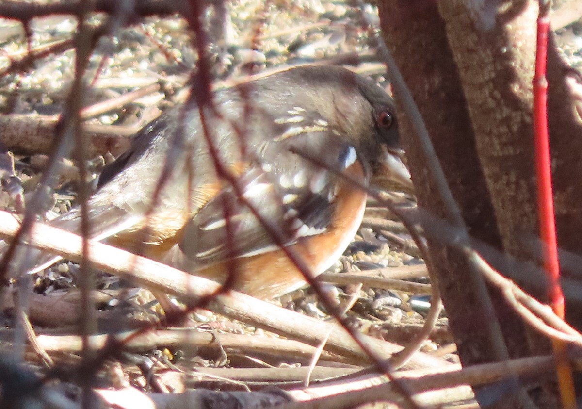 Spotted Towhee - ML614497092