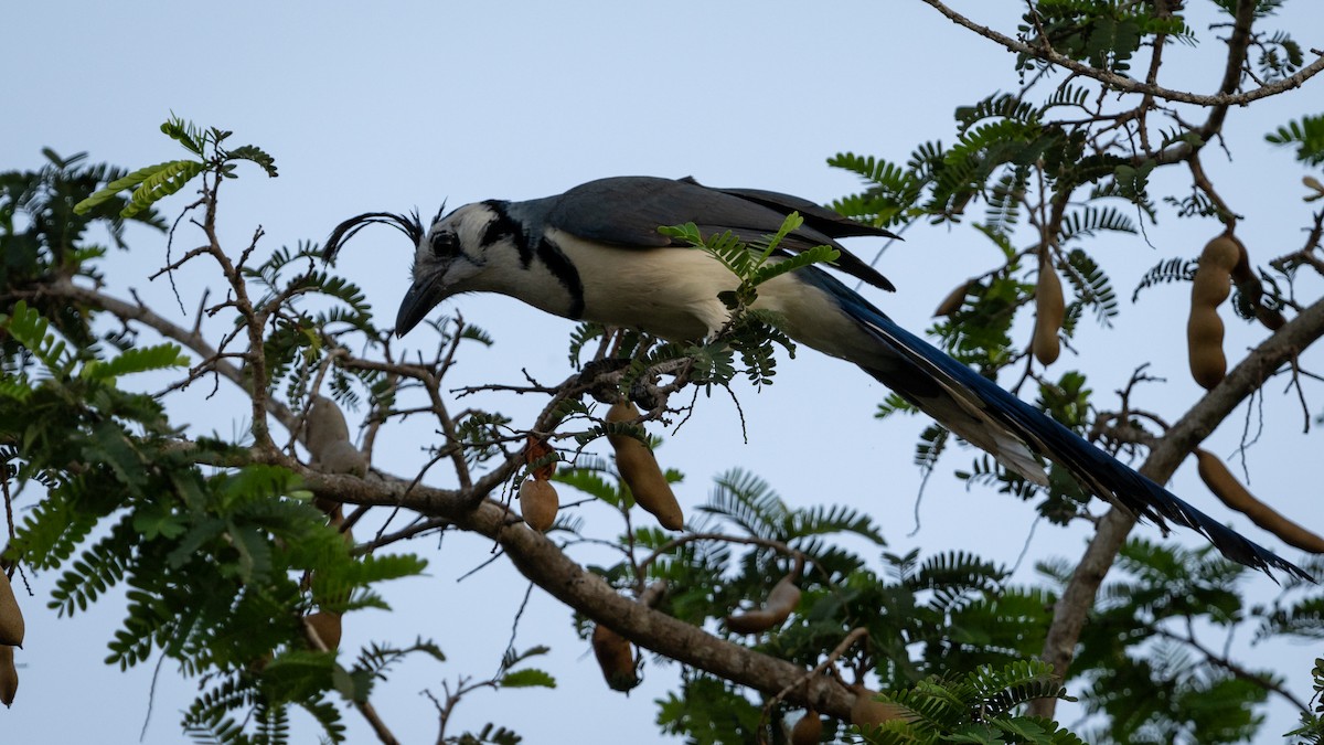 White-throated Magpie-Jay - ML614497105